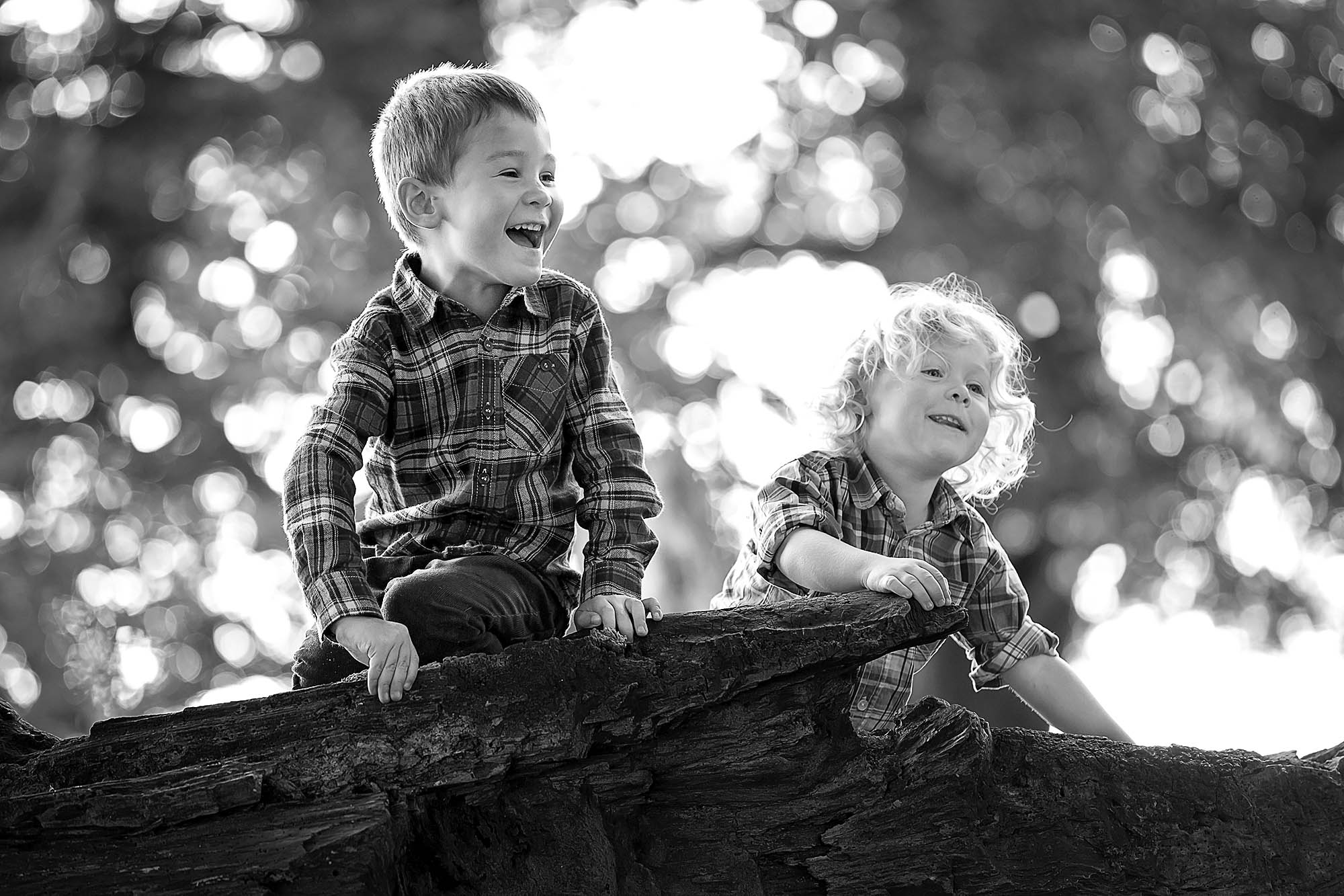 brothers on tree black and white by family photographer Winchester